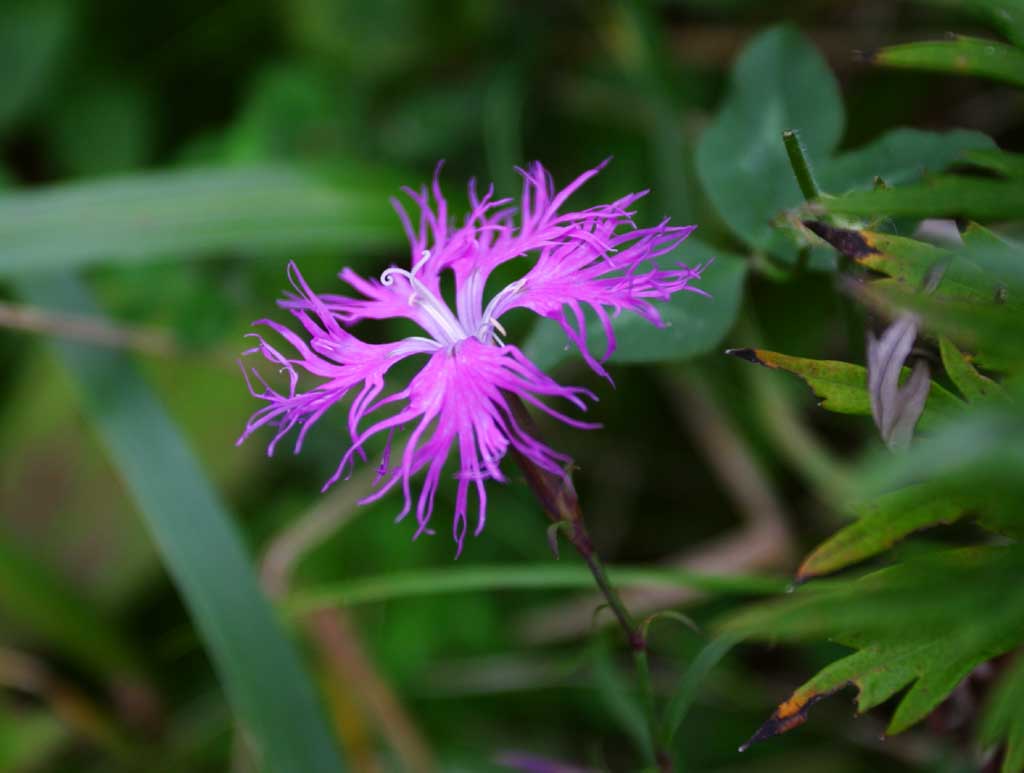 photo,material,free,landscape,picture,stock photo,Creative Commons,Gillyflower, gillyflower, beautiful, , wild grass