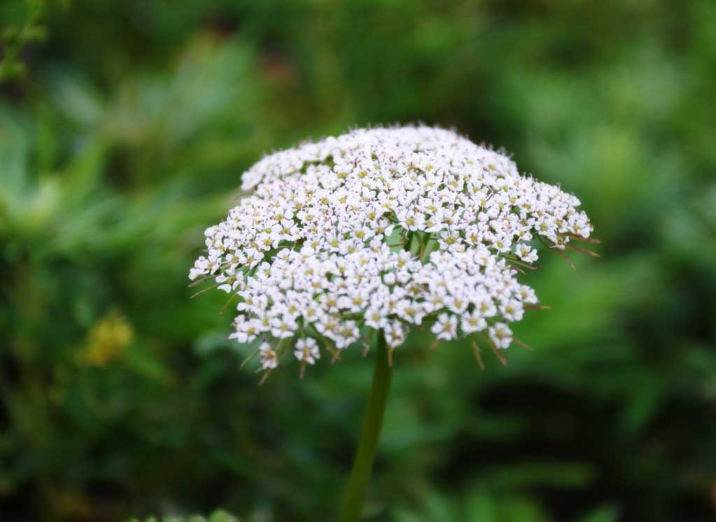 fotografia, materiale, libero il panorama, dipinga, fotografia di scorta,Piccoli fiori bianchi, campo floreale, bello, , erba selvatica