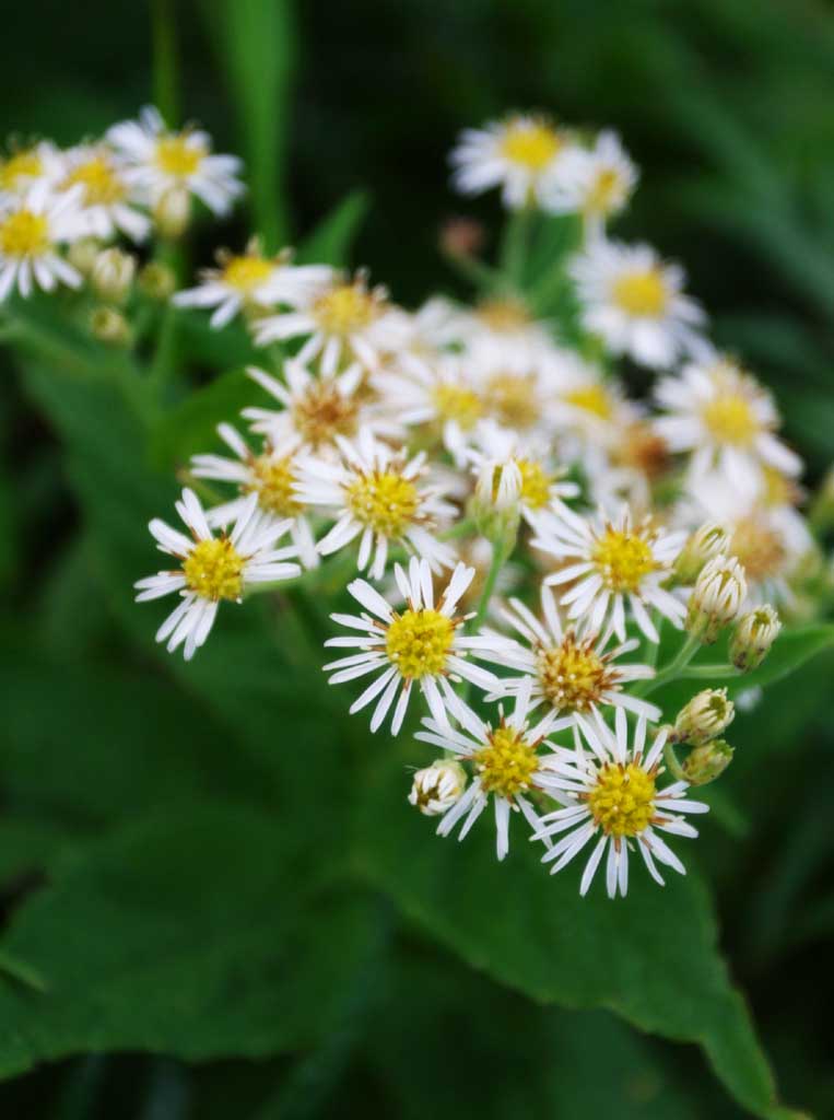 photo,material,free,landscape,picture,stock photo,Creative Commons,Small flowers, flower field, beautiful, , wild grass