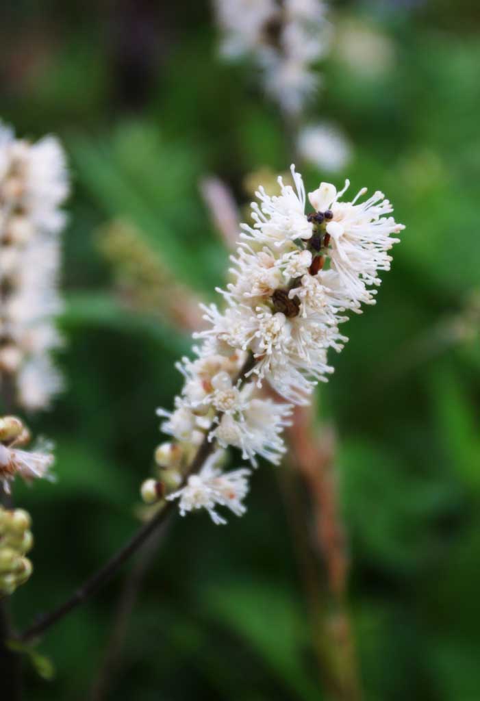 Foto, materieel, vrij, landschap, schilderstuk, bevoorraden foto,Witte bloemen, Bloem veld, Prachtig, , Wild gras