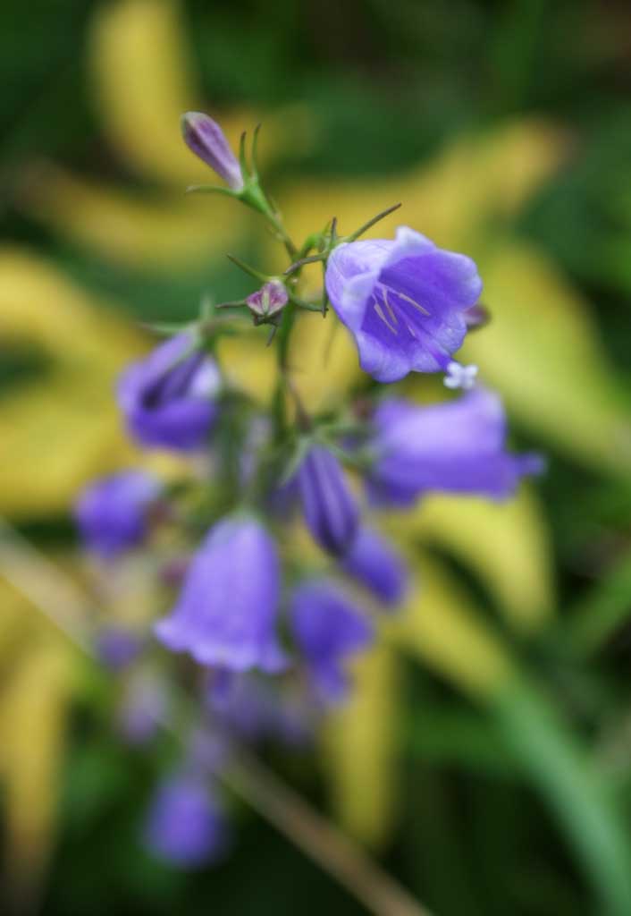 Foto, materiell, befreit, Landschaft, Bild, hat Foto auf Lager,Blulich-purpurrote Blumen, verzieren Sie mit Blumen Feld, schn, , wildes Gras