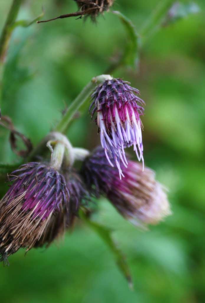 Foto, materieel, vrij, landschap, schilderstuk, bevoorraden foto,Ongeopende thistle bloemen, Bloem veld, Prachtig, , Wild gras