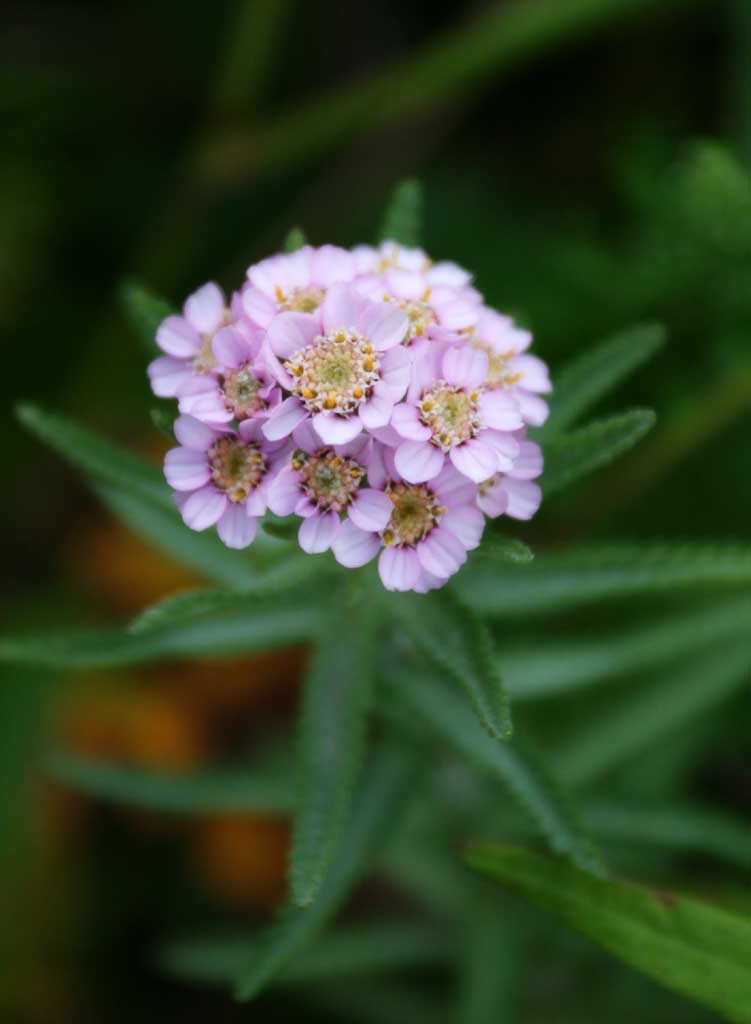 Foto, materieel, vrij, landschap, schilderstuk, bevoorraden foto,Gering purplish bloemen, Bloem veld, Prachtig, , Wild gras