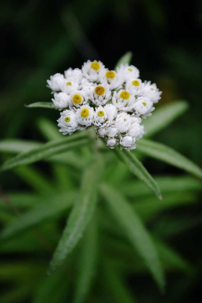 photo,material,free,landscape,picture,stock photo,Creative Commons,Pearly everlasting, pearly everlasting, beautiful, , wild grass