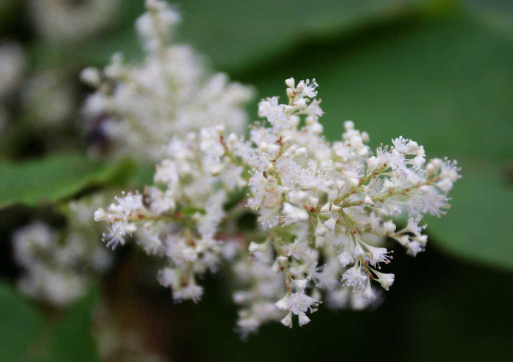 foto,tela,gratis,paisaje,fotografa,idea,Pequeas flores blancas., Campo de flor, Hermoso, , Hierba salvaje