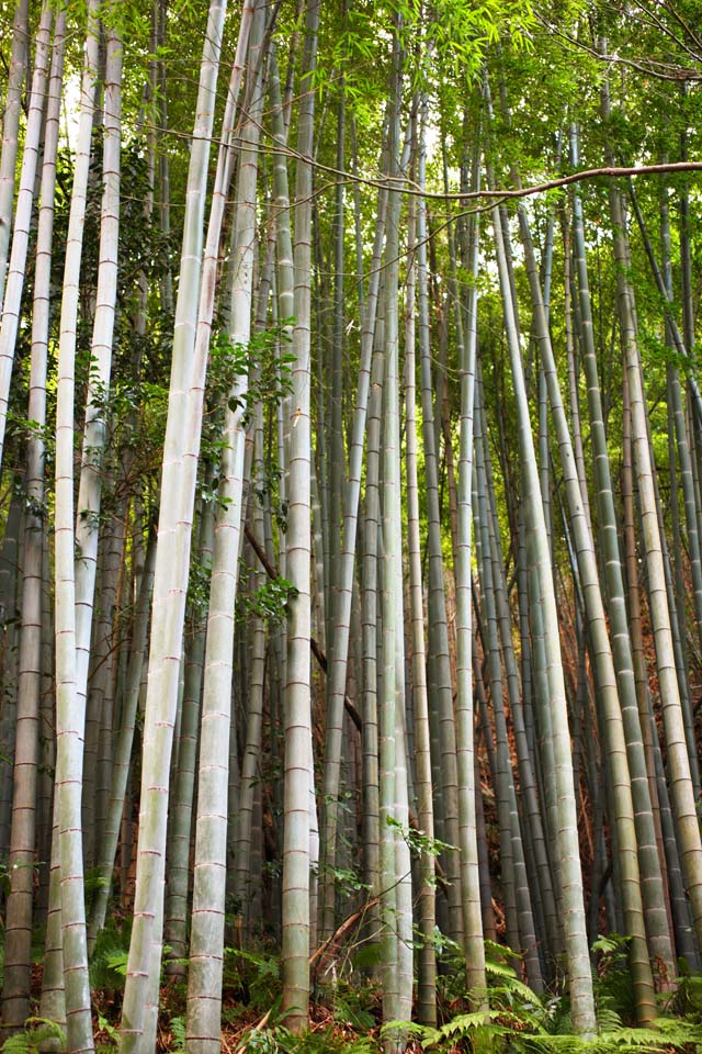 Foto, materieel, vrij, landschap, schilderstuk, bevoorraden foto,Zuisen-ji Temple Takebayashi, Chaitya, Zen Boeddhisme-zoals tuin, Kamakura, Bamboo