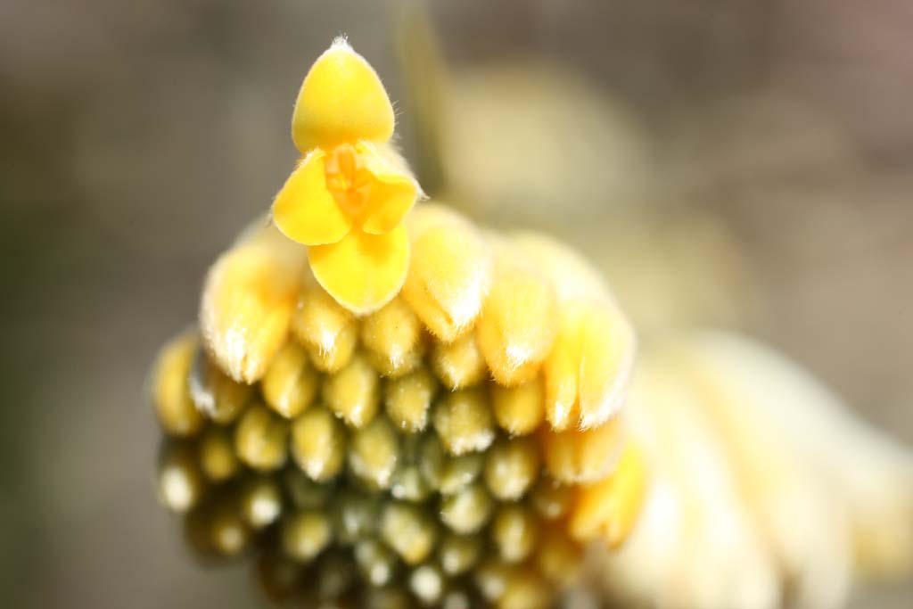 photo,material,free,landscape,picture,stock photo,Creative Commons,The flower of the mitsumata, Yellow, , Japanese paper, 