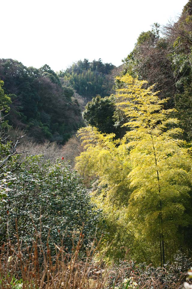 fotografia, material, livra, ajardine, imagine, proveja fotografia,Templo de Zuisen-ji Takebayashi, Chaitya, Zen Budismo-como jardim, Kamakura, Bambu