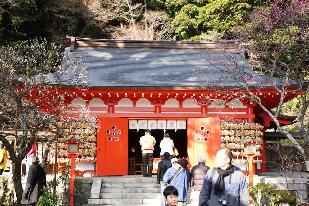 fotografia, material, livra, ajardine, imagine, proveja fotografia,Um EgaraTenjin-shaShrine santurio principal, Santurio de Xintosmo, ameixa, Kamakura, Enfurea Tenjin