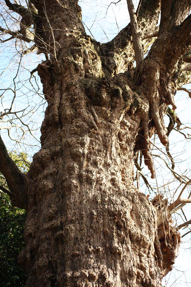 Foto, materiell, befreit, Landschaft, Bild, hat Foto auf Lager,Ein EgaraTenjin-shaShrine heiliger Baum, Schintoistischer Schrein, Schintoistische Strohgirlande, Kamakura, rgern Sie Tenjin