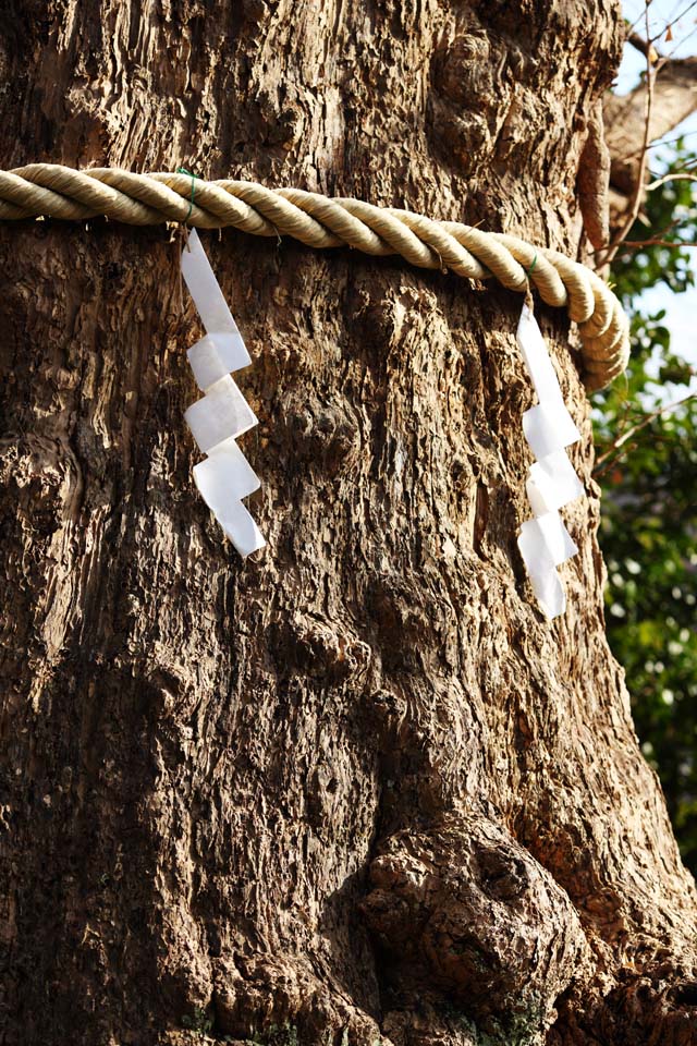 Foto, materieel, vrij, landschap, schilderstuk, bevoorraden foto,Een Egaratenjin-shashrine heilige boom, Shinto heiligdom, Shinto stro festoon, Kamakura, Boosheid Tenjin