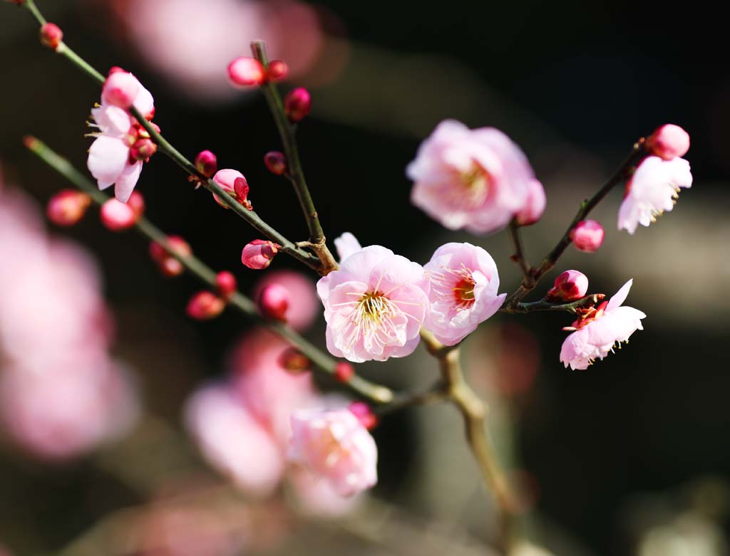 photo, la matire, libre, amnage, dcrivez, photo de la rserve,Une prune EgaraTenjin-shaShrine, Temple shintoste, Feston de la paille shintoste, Kamakura, Mettez en colre Tenjin