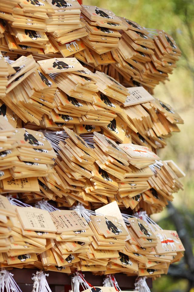 fotografia, materiale, libero il panorama, dipinga, fotografia di scorta,Una tavoletta di votive di EgaraTenjin-shaShrine, Sacrario scintoista, susina, Kamakura, Irriti Tenjin