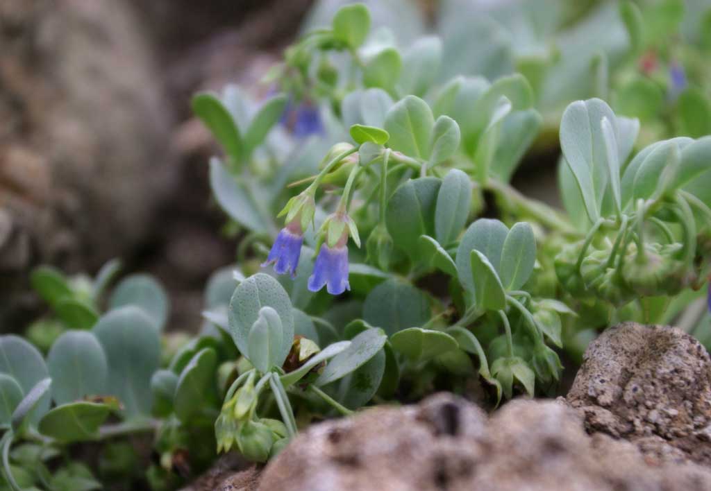 foto,tela,gratis,paisaje,fotografa,idea,Florecillas azules., Flor azul pequea, Hermoso, , Hierba salvaje