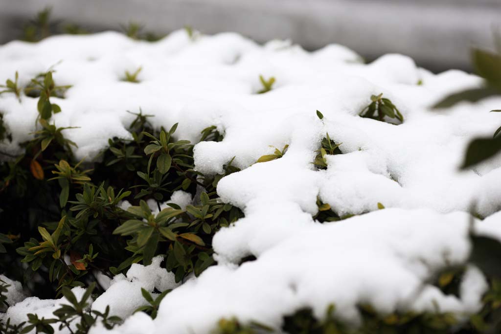 Foto, materiell, befreit, Landschaft, Bild, hat Foto auf Lager,Der Schnee des Parks, Gartenpflanze, Eine Azalee, , 