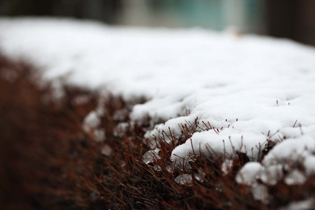 Foto, materieel, vrij, landschap, schilderstuk, bevoorraden foto,De sneeuw van het park, Tuinplant, , , 