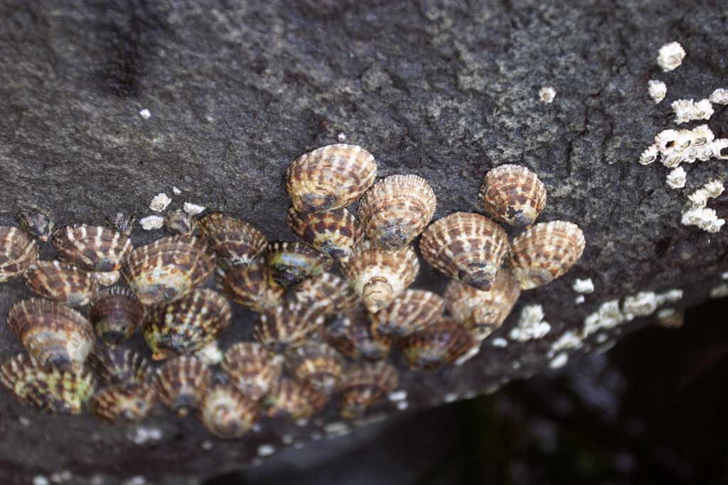 fotografia, materiale, libero il panorama, dipinga, fotografia di scorta,Seashells su una pietra, mollusco, costa, pietra, crostaceo dei cirripedi