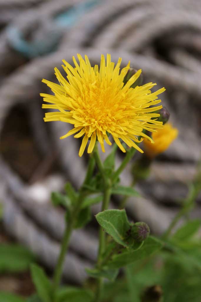 photo,material,free,landscape,picture,stock photo,Creative Commons,Yellow flower on a shore, yellow flower, beautiful, , wild grass