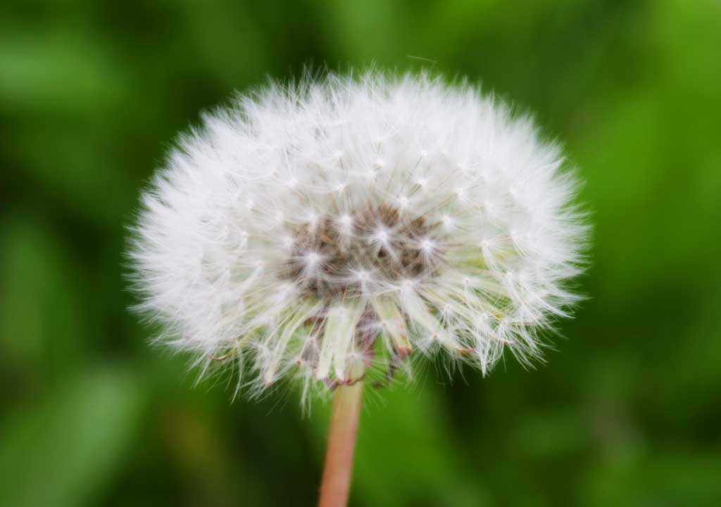 Foto, materiell, befreit, Landschaft, Bild, hat Foto auf Lager,Baumwollball, Lwenzahn, Samen, schn, wildes Gras