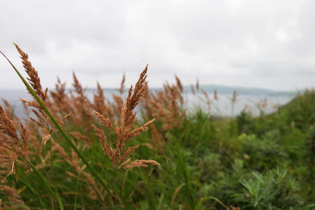 Foto, materiell, befreit, Landschaft, Bild, hat Foto auf Lager,Nrdliche Blumen, Gras, Kste, Meer, wildes Gras