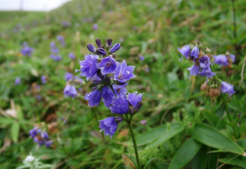 foto,tela,gratis,paisaje,fotografa,idea,Campo de flores., Flor azul pequea, Hermoso, , Hierba salvaje