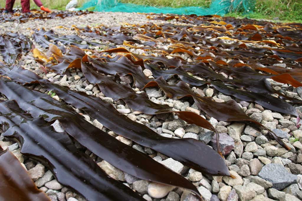 photo,material,free,landscape,picture,stock photo,Creative Commons,Kelp being dried, kelp, coast, seaweed, island