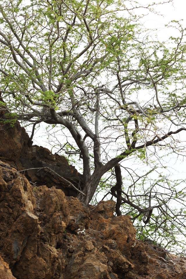 Foto, materiell, befreit, Landschaft, Bild, hat Foto auf Lager,MaunaLani, Lava, Stein, Splitter, Grn