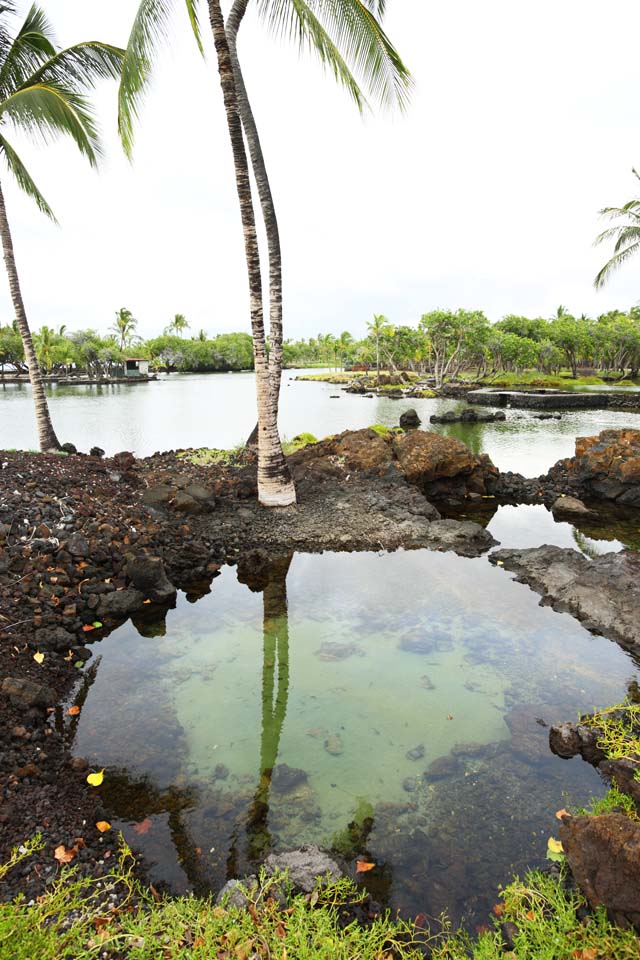 Foto, materieel, vrij, landschap, schilderstuk, bevoorraden foto,Maunalani vis fijnstampen, Lava, Een altaar, Waterplas, Visserij