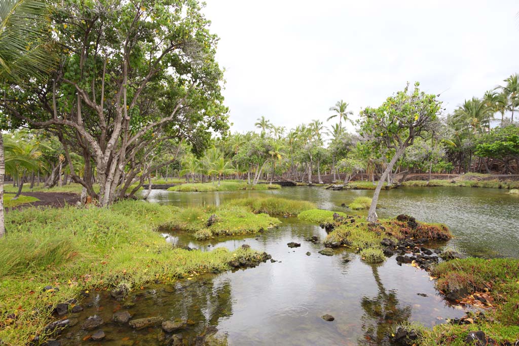 photo,material,free,landscape,picture,stock photo,Creative Commons,MaunaLani fish pound, Lava, An altar, pond, Fishery