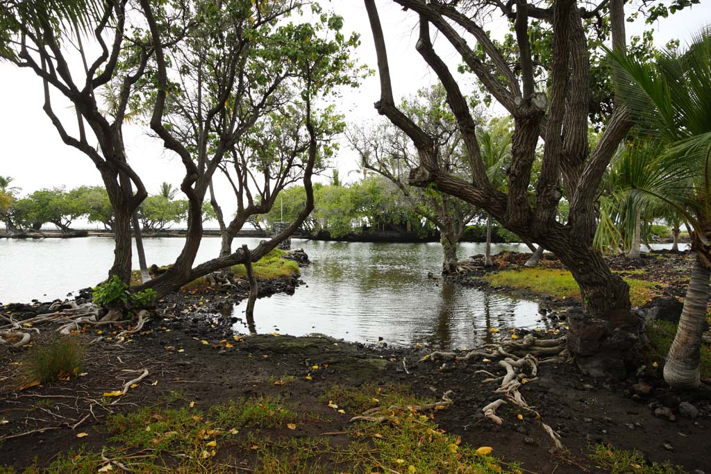 fotografia, material, livra, ajardine, imagine, proveja fotografia,MaunaLani pescam libra, Lava, Um altar, lagoa, Pesca