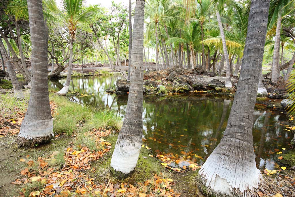 fotografia, materiale, libero il panorama, dipinga, fotografia di scorta,MaunaLani pesca libbra, Lavico, Un altare, stagno, Pesca