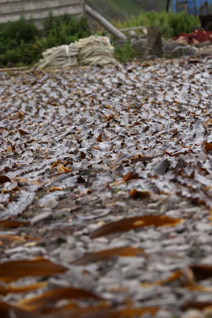 photo,material,free,landscape,picture,stock photo,Creative Commons,Kelp being dried, kelp, coast, seaweed, island