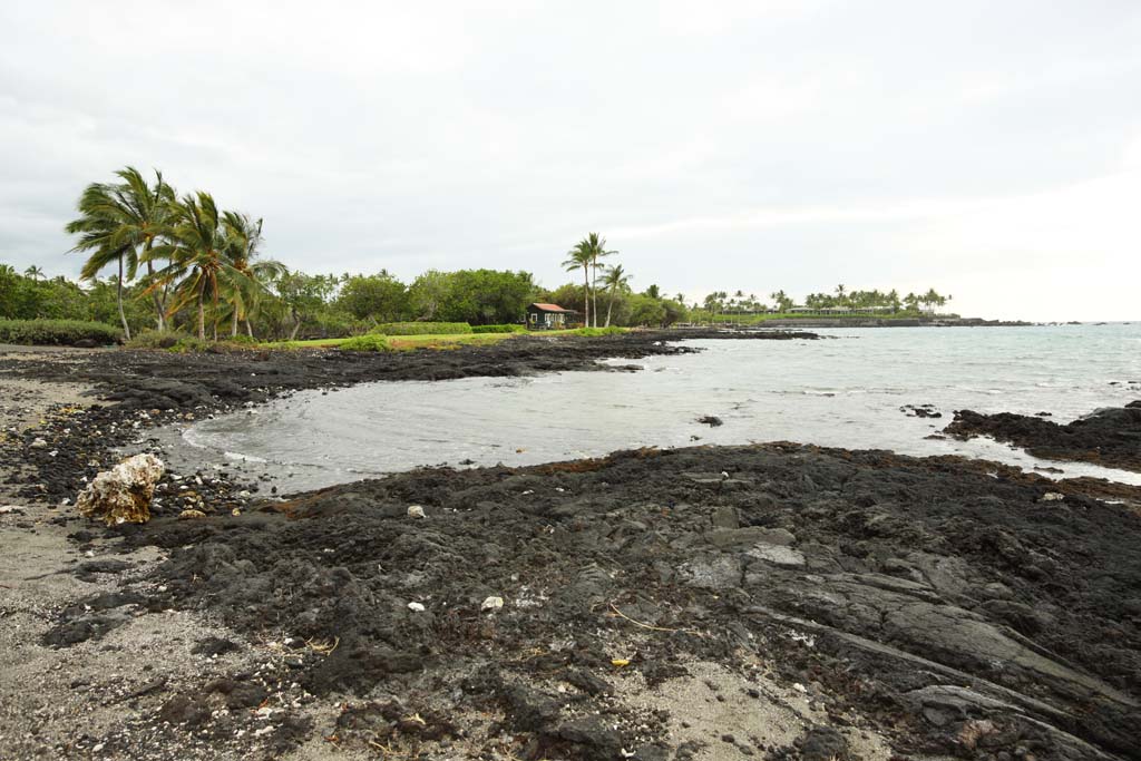 photo,material,free,landscape,picture,stock photo,Creative Commons,Mauna Lani, Lava, palm, wave, power spot