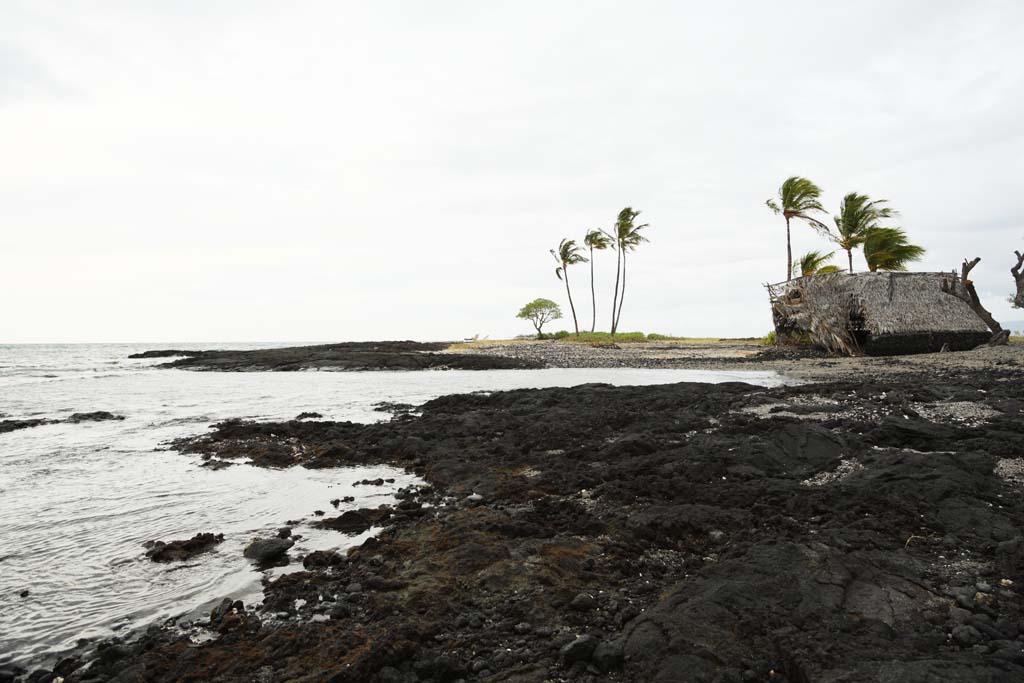 Foto, materieel, vrij, landschap, schilderstuk, bevoorraden foto,Mauna Lani, Lava, Palm, Golf, Drijf stip aan