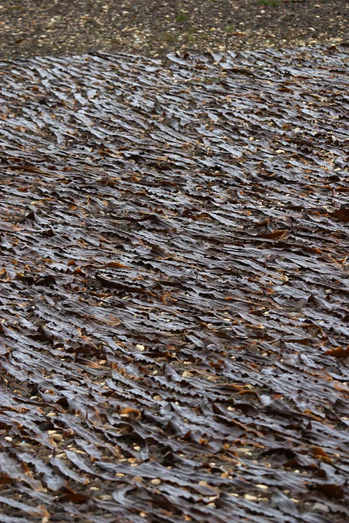 photo,material,free,landscape,picture,stock photo,Creative Commons,Kelp being dried, kelp, coast, seaweed, island