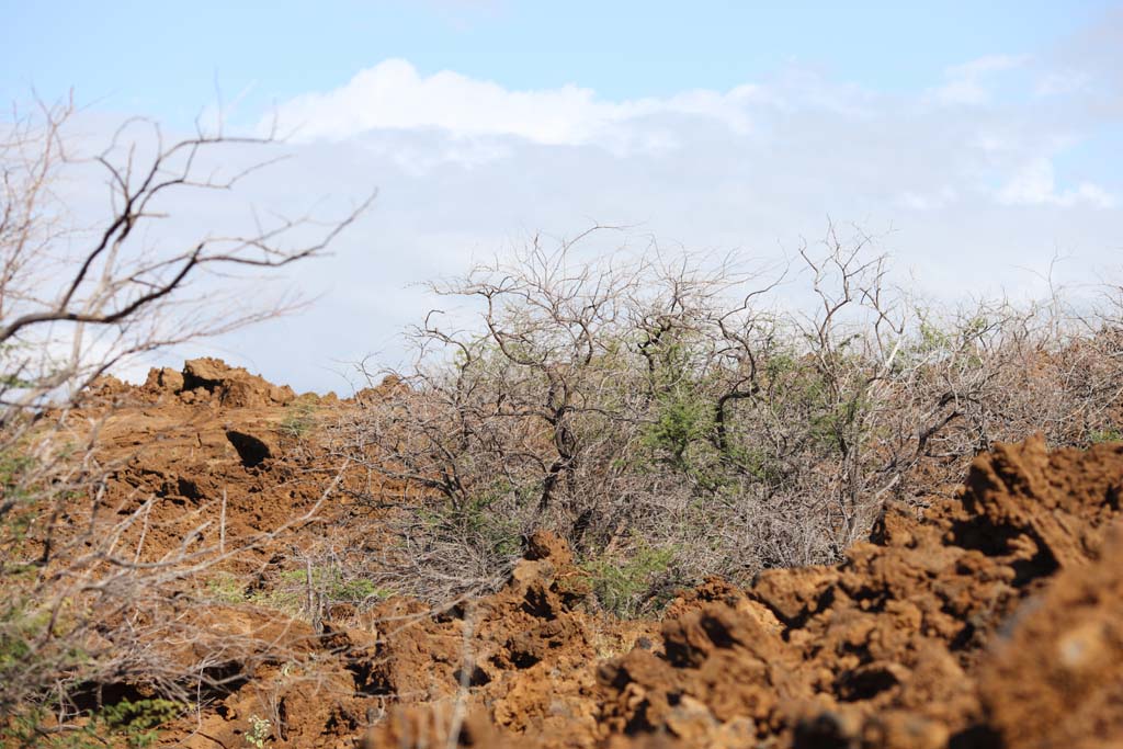 Foto, materieel, vrij, landschap, schilderstuk, bevoorraden foto,De boom welk in de lava bebouwt, Groen, Brown, Lava, Aftakking