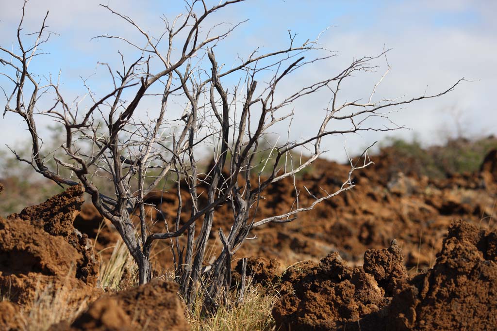 fotografia, material, livra, ajardine, imagine, proveja fotografia,A rvore que cresce na lava, Green, Marrom, Lava, filial