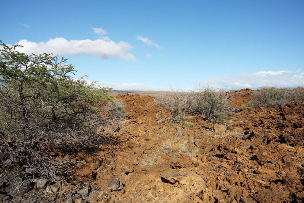 photo,material,free,landscape,picture,stock photo,Creative Commons,The tree which grows in the lava, Green, Brown, Lava, branch