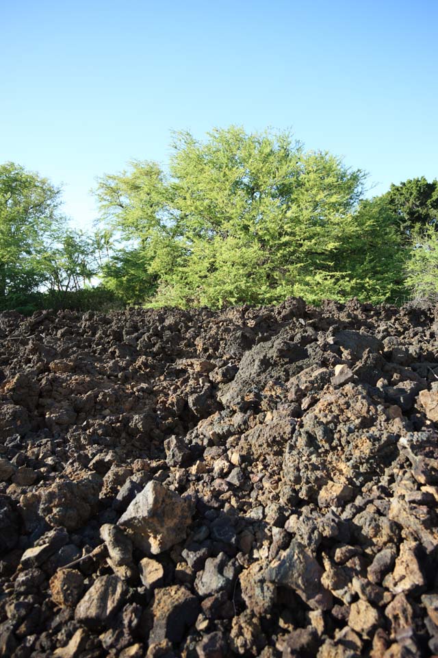 Foto, materieel, vrij, landschap, schilderstuk, bevoorraden foto,De boom welk in de lava bebouwt, Groen, Brown, Lava, Aftakking