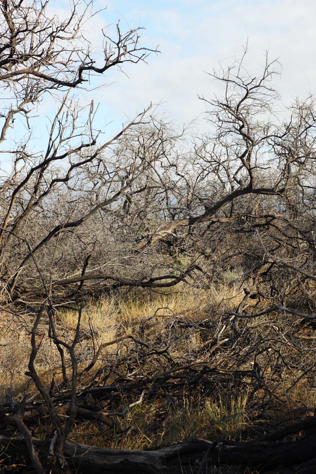 Foto, materiell, befreit, Landschaft, Bild, hat Foto auf Lager,Ein toter Baum der Lava, Lava, forsten Sie Feuer, Zweig, Das Trocknen