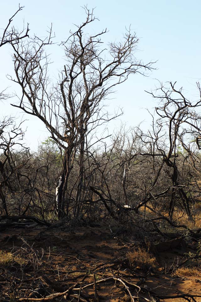 fotografia, materiale, libero il panorama, dipinga, fotografia di scorta,Un albero morto del lavico, Lavico, fuoco di foresta, ramo, Asciugando