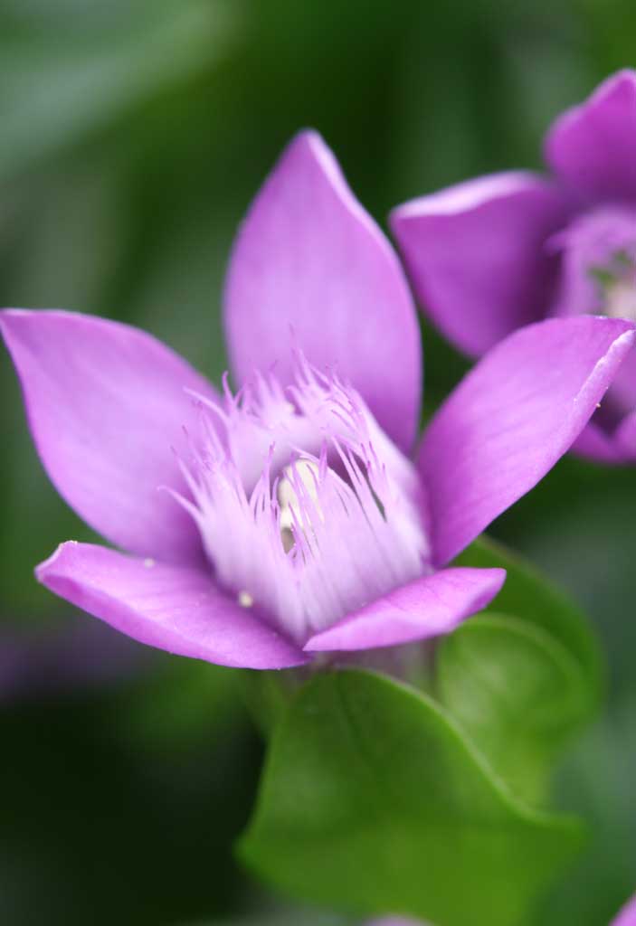 fotografia, material, livra, ajardine, imagine, proveja fotografia,Flores de genciana, gentiflower, bonito, , grama selvagem