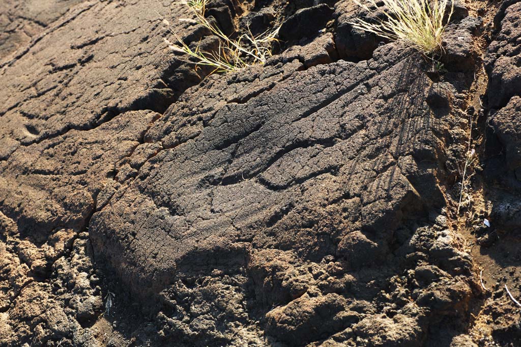 ,,, ,,,Petroglyph Puako., .,  ., Petroglyph., - kii kaha.