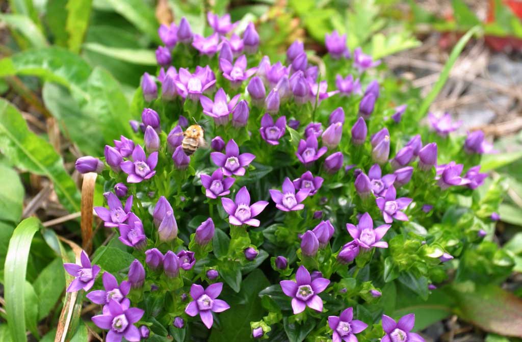 photo,material,free,landscape,picture,stock photo,Creative Commons,Gentian flowers, gentiflower, beautiful, , wild grass