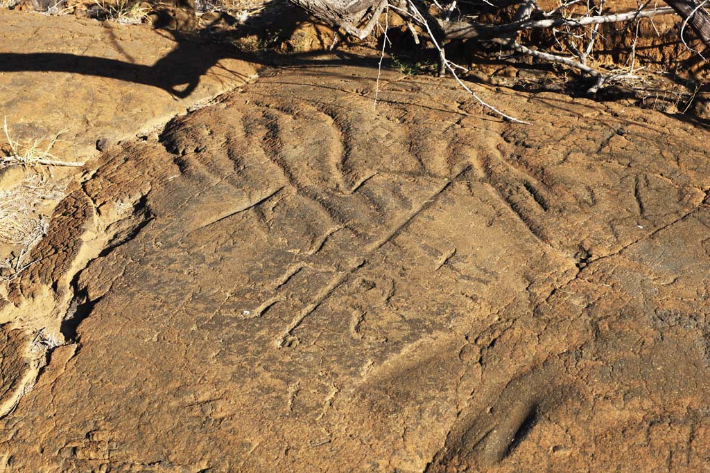 ,,, ,,,Petroglyph Puako., .,  ., Petroglyph., - kii kaha.