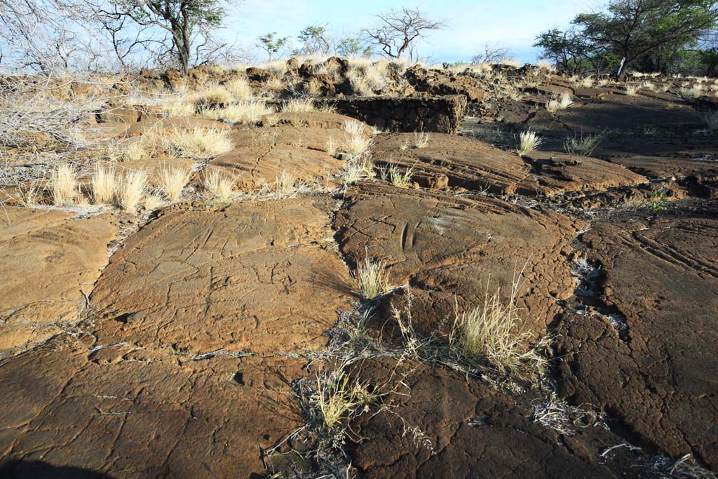 photo, la matire, libre, amnage, dcrivez, photo de la rserve,Puako Petroglyph, Lave, Fermez  cl l'art, Petroglyph, kaha-kii