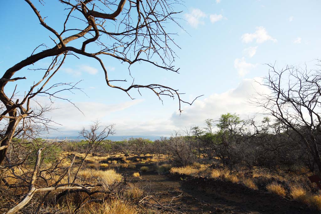 Foto, materiell, befreit, Landschaft, Bild, hat Foto auf Lager,Ein toter Baum der Lava, Lava, forsten Sie Feuer, Zweig, Das Trocknen