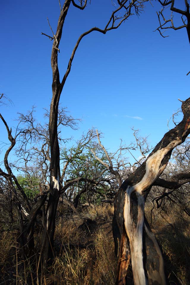 Foto, materiell, befreit, Landschaft, Bild, hat Foto auf Lager,Ein toter Baum der Lava, Lava, forsten Sie Feuer, Zweig, Das Trocknen