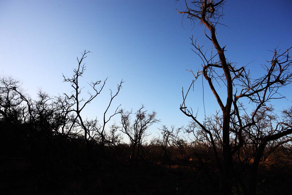 Foto, materieel, vrij, landschap, schilderstuk, bevoorraden foto,Een dode boom van de lava, Lava, Bosbrand, Aftakking, Drogend