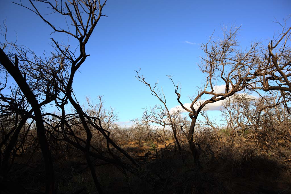 fotografia, materiale, libero il panorama, dipinga, fotografia di scorta,Un albero morto del lavico, Lavico, fuoco di foresta, ramo, Asciugando